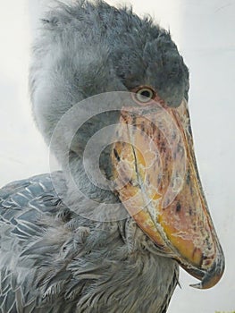 The Shoebill also known as Whalehead