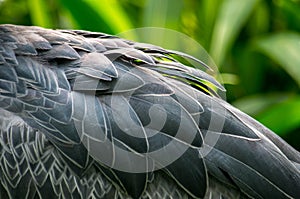 The shoebill, Balaeniceps rex