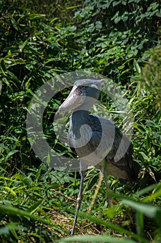 The shoebill, Balaeniceps rex