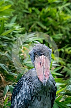 The shoebill, Balaeniceps rex