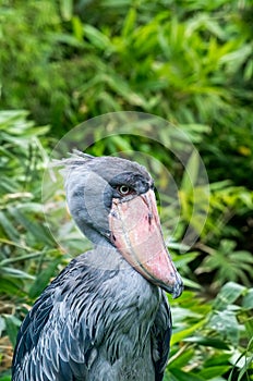 The shoebill, Balaeniceps rex