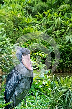 The shoebill, Balaeniceps rex