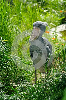 Shoebill (Balaeniceps rex)
