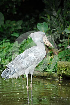 Shoebill (Balaeniceps rex)