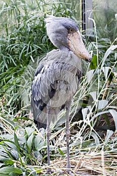 Shoebill - Balaeniceps rex