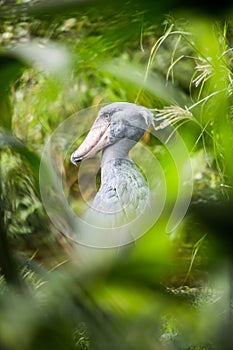 Shoebill (Balaeniceps rex)