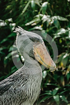 Shoebill,Balaeniceps rex, also known as whalehead is a large tall bird and lives in tropical east Africa.It has huge, bulbous bill