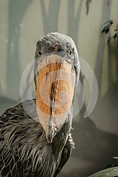 Shoebill,Balaeniceps rex, also known as whalehead is a large tall bird and lives in tropical east Africa.It has huge, bulbous bill