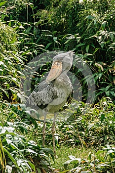 Shoebill,Balaeniceps rex, also known as whalehead is a large tall bird and lives in tropical east Africa.It has huge, bulbous bill