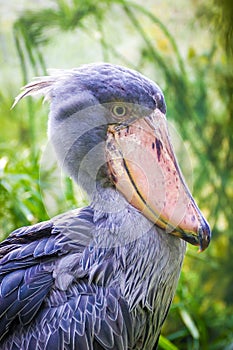 The Shoebill Balaeniceps rex also known as whalehead or shoe-billed stork.