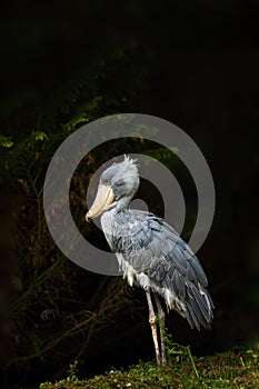 Shoebill Balaeniceps rex also known as whalehead or shoe-billed stork with dark background. Shoebill standing on the edge of