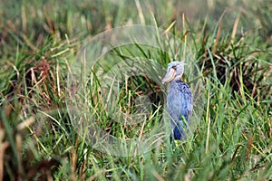 The shoebill Balaeniceps rex also known as whalehead or shoe-billed stork in dense reeds. Rare stork in the overgrown river