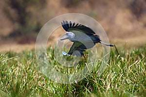 The shoebill ,Balaeniceps rex, also known as whalehead or shoe-billed stork flying. African stork flying