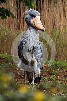 Shoebill Balaeniceps rex also known as whalehead or shoe-billed stork in green reeds