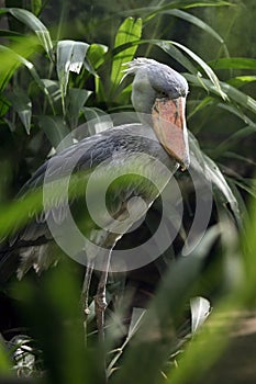 The shoebill Balaeniceps rex also known as whalehead or shoe-billed stork middle of greenery.Big water bird in the greenery