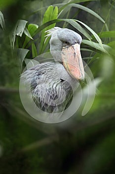 The shoebill Balaeniceps rex also known as whalehead or shoe-billed stork middle of greenery. Rare African large water bird in