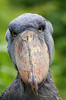 The shoebill Balaeniceps rex also known as whalehead or shoe-billed stork portrait in green reeds photo