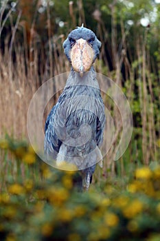 The shoebill Balaeniceps rex also known as whalehead or shoe-billed stork portrait in yellow reeds