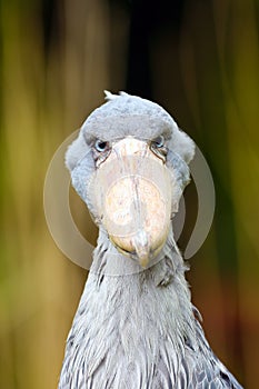 Shoebill Balaeniceps rex also known as whalehead or shoe-billed stork portrait in yellow reeds