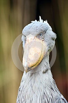 Shoebill Balaeniceps rex also known as whalehead or shoe-billed stork portrait in yellow reeds