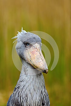 The shoebill Balaeniceps rex also known as whalehead or shoe-billed stork portrait in yellow reeds