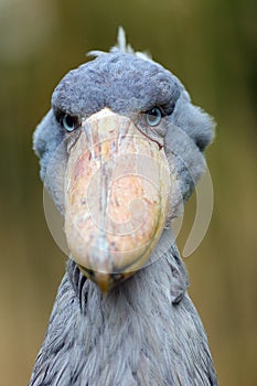 The shoebill Balaeniceps rex also known as whalehead or shoe-billed stork portrait in yellow reeds