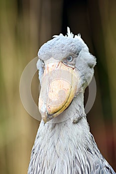 Shoebill Balaeniceps rex also known as whalehead or shoe-billed stork portrait in yellow reeds photo