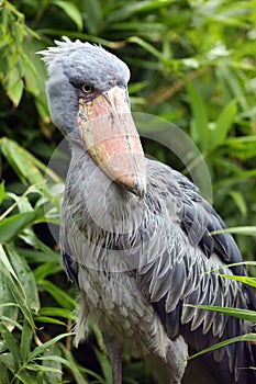 The shoebill Balaeniceps rex also known as whalehead or shoe-billed stork standing in green reeds