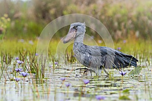 The Shoebill, Balaeniceps rex, also known as whalehead or shoe-billed stork, is a very large stork-like bird. It derives its name