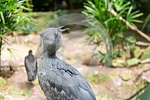 The Shoebill, Balaeniceps rex, also known as whalehead or shoe-billed stork, is a very large stork-like bird. It derives its name
