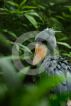 The shoebill Balaeniceps rex also known as whalehead, whale-headed stork, or shoe-billed stork, in one of the biggest bird
