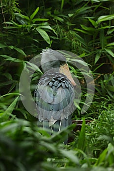 The shoebill Balaeniceps rex also known as whalehead, whale-headed stork, or shoe-billed stork, in one of the biggest bird