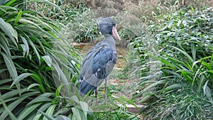 The shoebill, Balaeniceps rex also known as whalehead, whale-headed stork, or shoe billed stork, is a very large stork like bird.