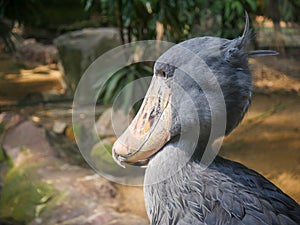 Shoebill Balaeniceps rex also known as whalehead, whale-headed stork, or shoebill stork, is a very large stork-like bird standin