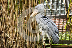 The shoebill, Balaeniceps rex, also whalehead, whale headed stork, or shoe billed stork