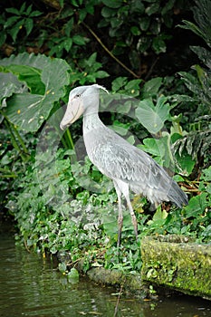 Shoebill (Balaeniceps rex) bird