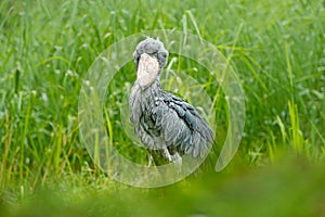 Shoebill, Balaeniceps rex, portrait of big beak bird, Congo. Detail wildlife scene from Central Africa. Rare bird in the green gra