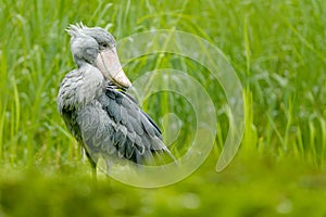 Shoebill, Balaeniceps rex, portrait of big beak bird, Uganda. Detail wildlife scene from Central Africa. Rare bird in the green gr