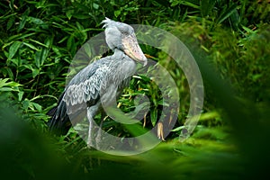 Shoebill, Balaeniceps rex, portrait of bird with big beak, Uganda, Central Africa. Rare bird in the green grassy forest.
