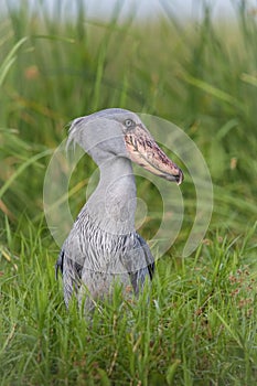 The Shoebill, Balaeniceps rex or Shoe-Billed Stork photo