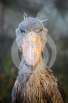 The shoebill, balaeniceps rex, whalehead or shoe-billed stork, large stork-like bird with a shoe-shaped bill. Large grey african b