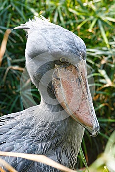 The shoebill closeup.