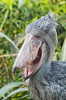 Shoebill photo