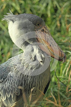 Shoebill detail