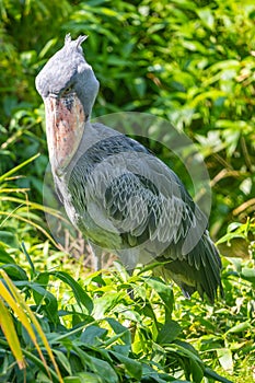 Shoebill - funny stork in the greenery