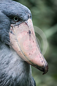 Shoebill head - Balaeniceps rex