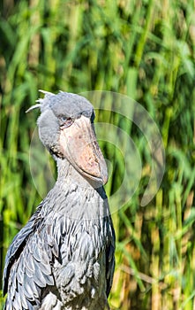 Shoebill Storck