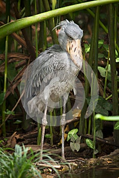 Shoebill stork