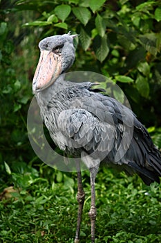 Shoebill stork