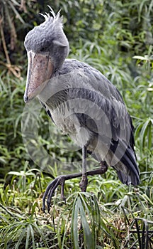 Shoebill stork 3
